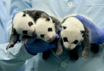 panda.png